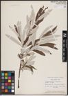 Foto von Salix candida Flüggé ex Willd.